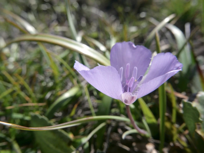 Calochortus uniflorus image