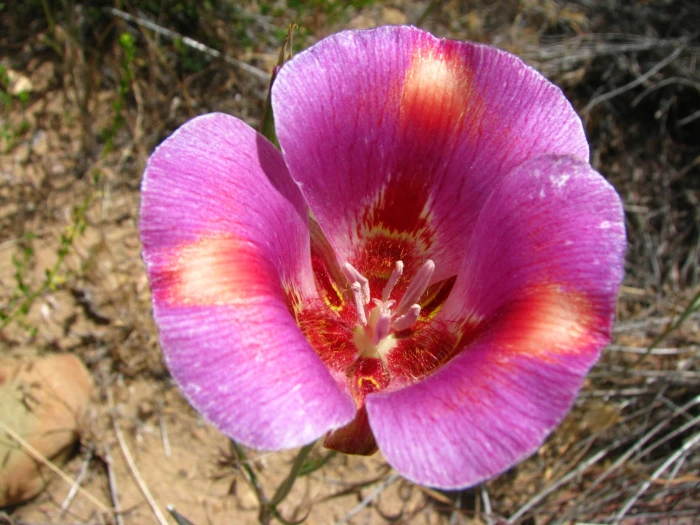 Calochortus venustus image