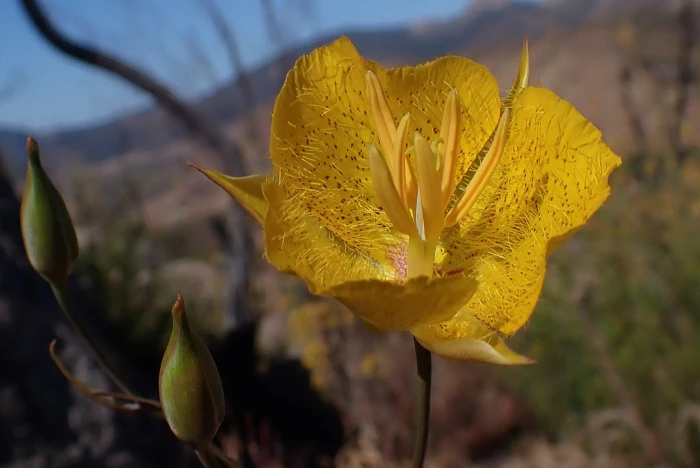 Calochortus weedii image