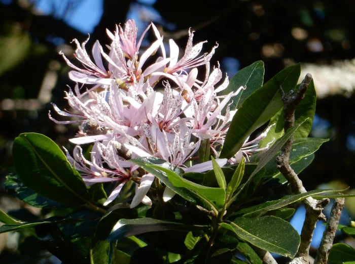 Calodendrum capense image