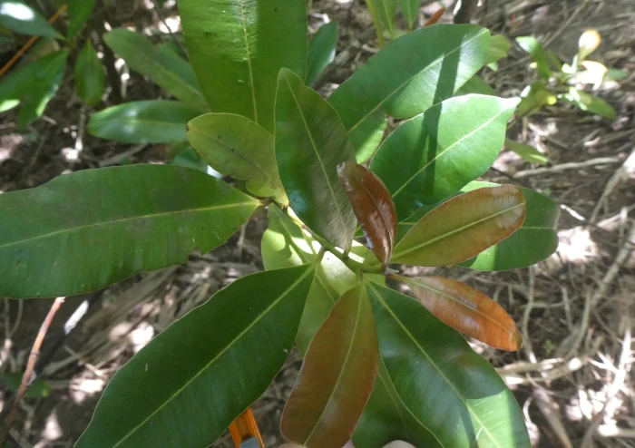 Calophyllum brasiliense image