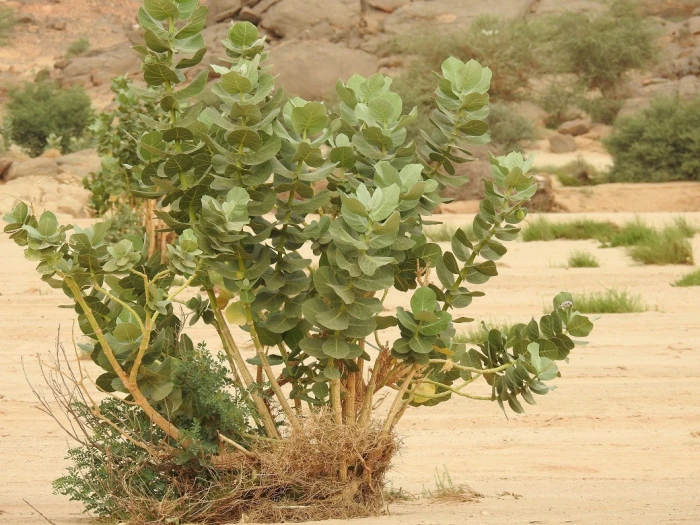 Calotropis gigantea image