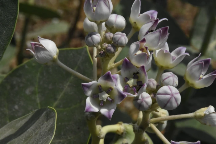 Calotropis procera image