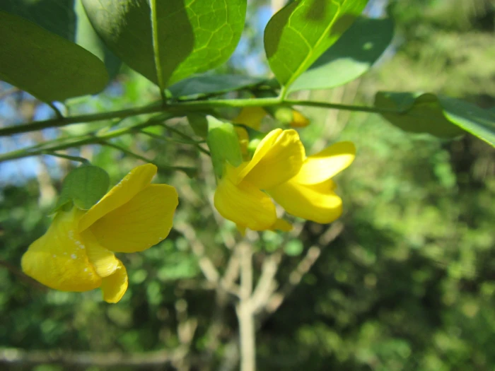 Calpurnia aurea image