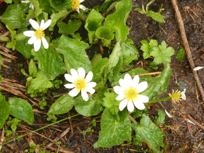 Caltha leptosepala image