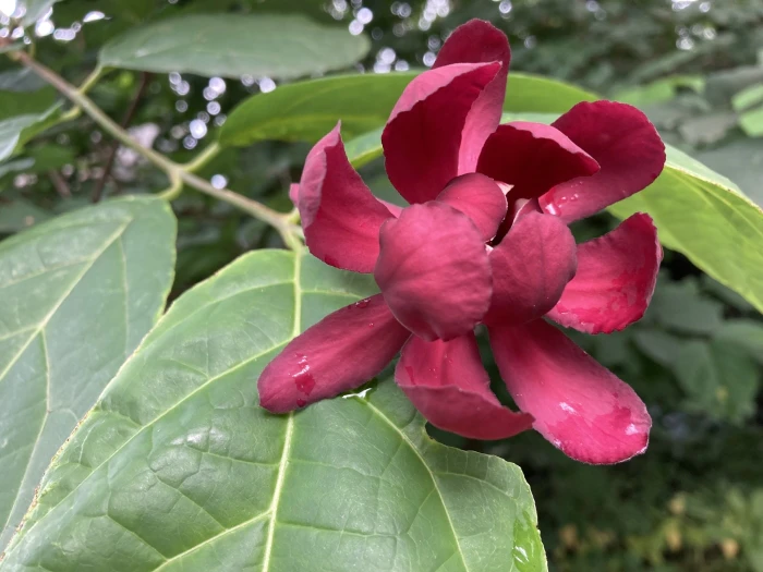 Calycanthus floridus image