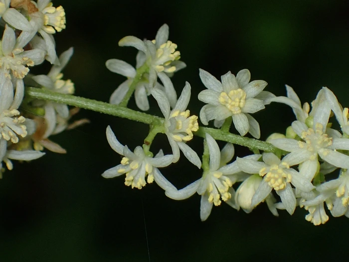 Calycocarpum lyonii image