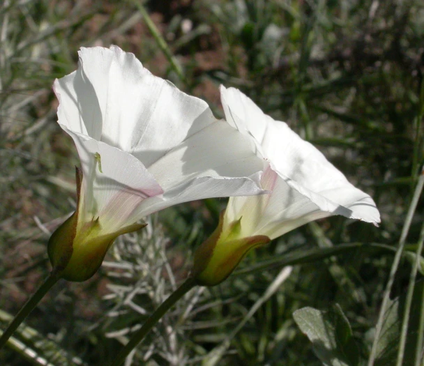 Calystegia macrostegia image