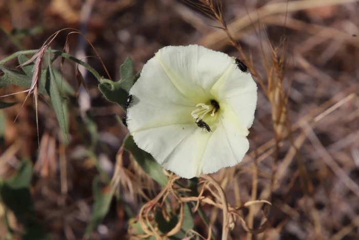 Calystegia occidentalis image