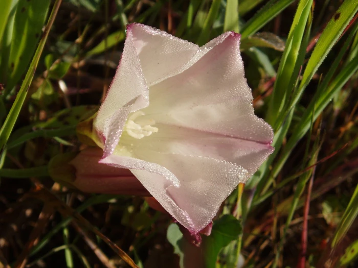 Calystegia purpurata image