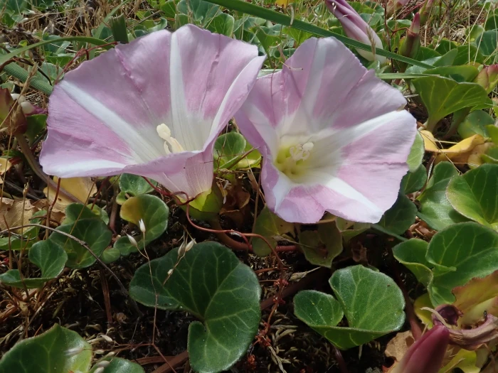 Calystegia soldanella image
