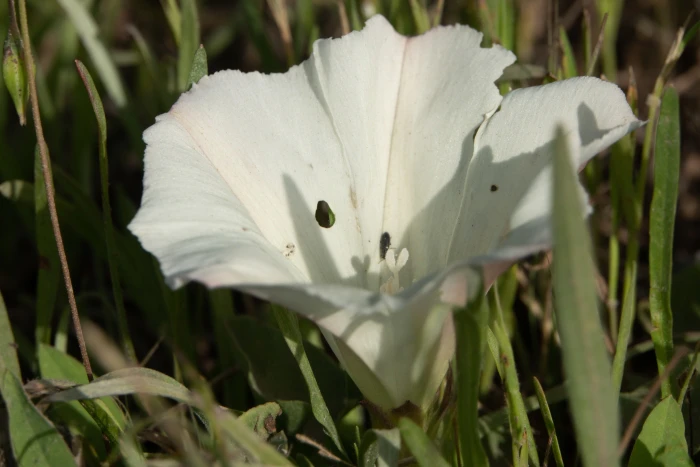 Calystegia subacaulis image