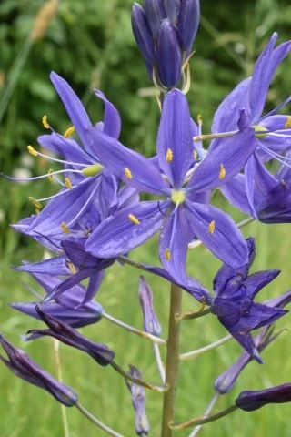 Camassia leichtlinii subsp. suksdorfii image
