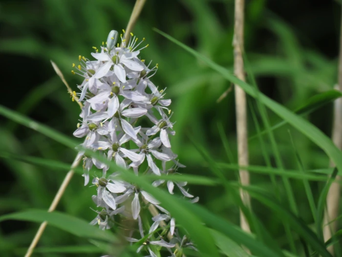 Camassia scilloides image
