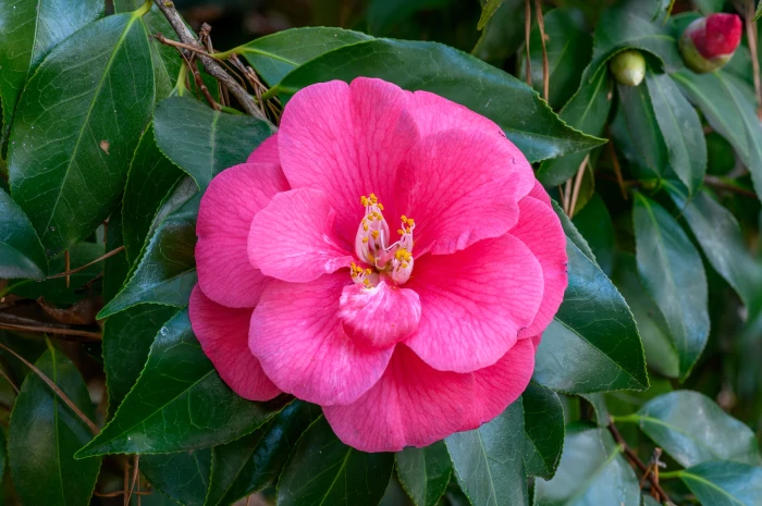 Camellia japonica image