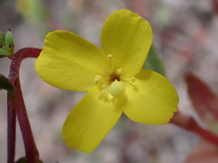 Camissoniopsis ignota image