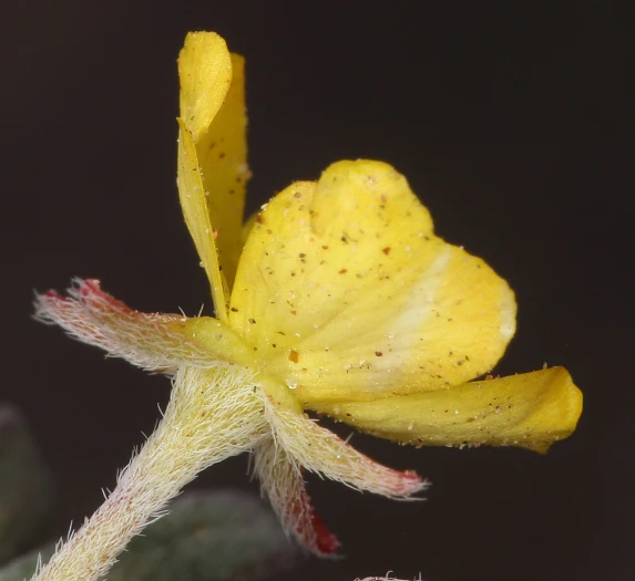 Camissoniopsis pallida image