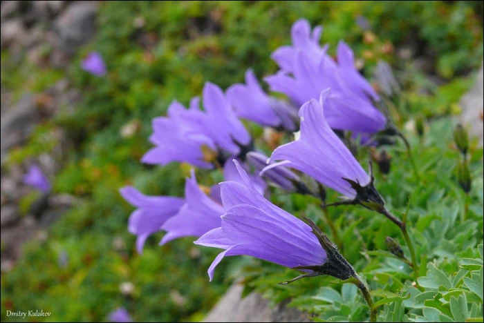 Campanula lasiocarpa image