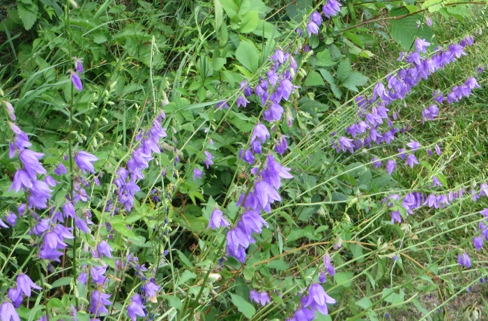 Campanula rapunculoides image