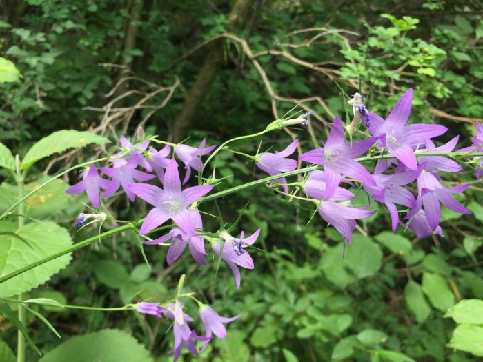 Campanula rapunculus image