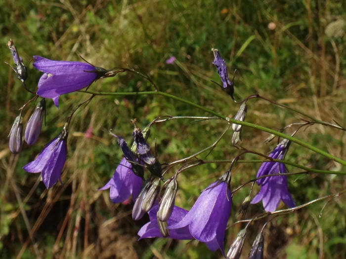 Campanula rotundifolia image