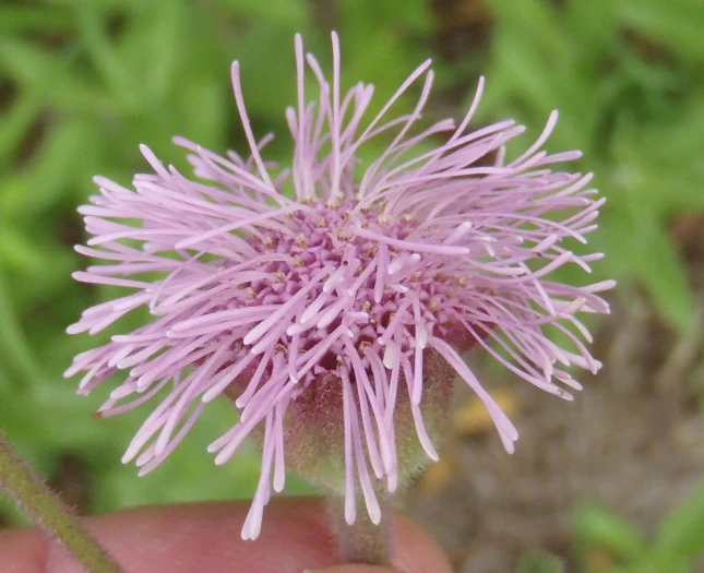 Campuloclinium macrocephalum image