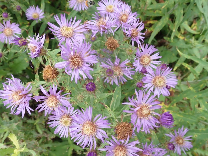 Canadanthus modestus image