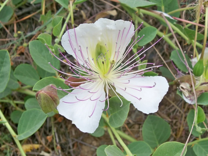 Capparis spinosa image