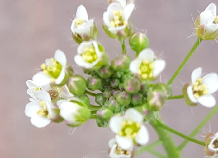 Capsella bursa-pastoris image