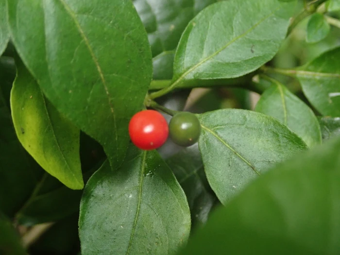 Capsicum annuum var. glabriusculum image