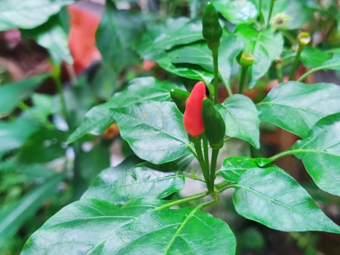 Capsicum frutescens image
