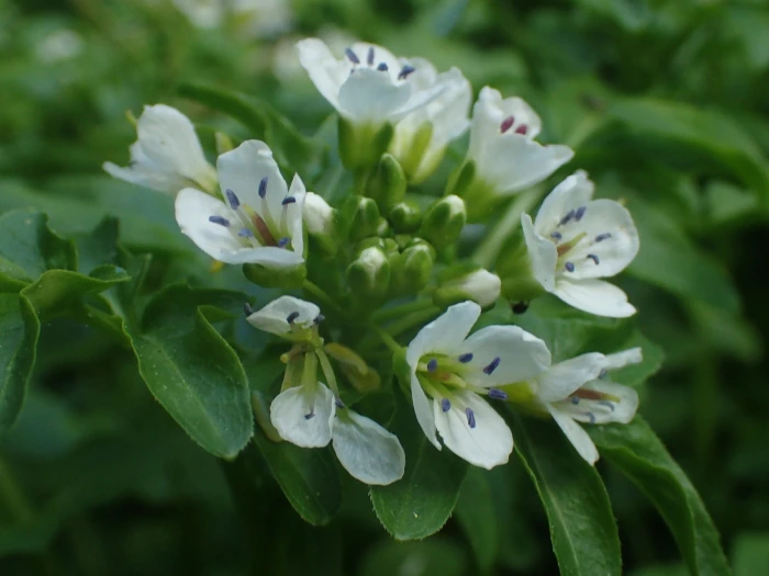 Cardamine amara image
