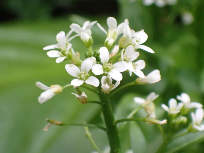 Cardamine breweri image