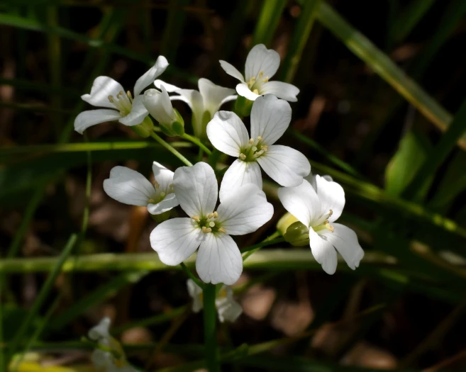 Cardamine bulbosa image