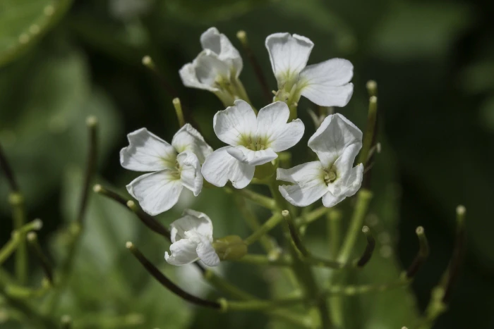 Cardamine cordifolia image