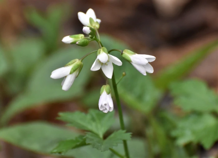 Cardamine diphylla image