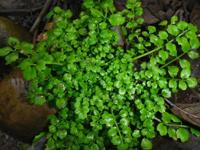 Cardamine oligosperma image