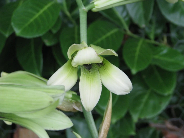Cardiocrinum cordatum image