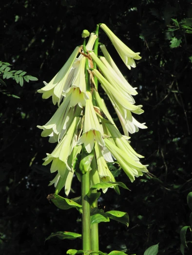 Cardiocrinum giganteum image