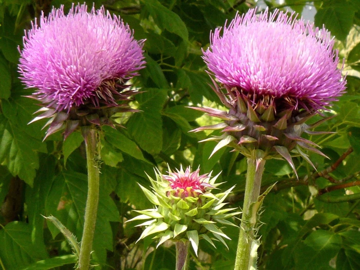 Carduus nutans image