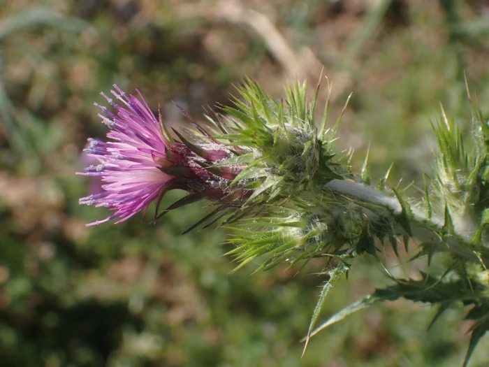 Carduus pycnocephalus image