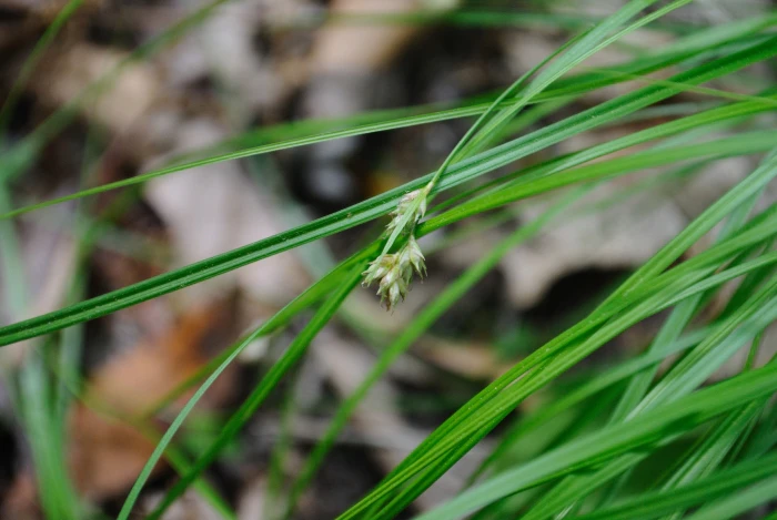 Carex davisii image