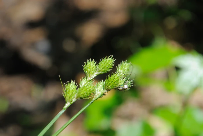 Carex albolutescens image