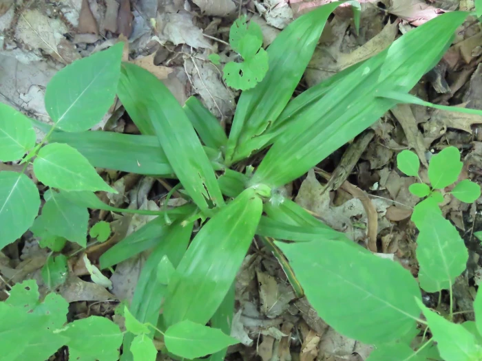 Carex albursina image