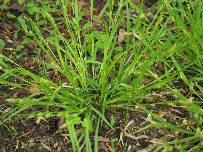 Carex amphibola image