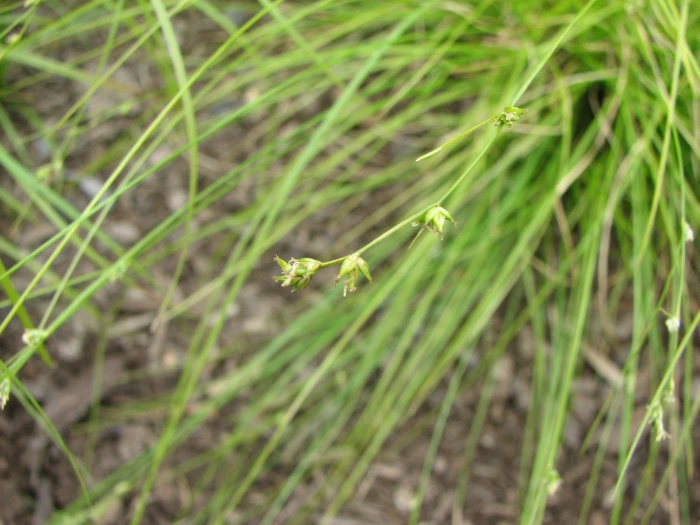 Carex appalachica image