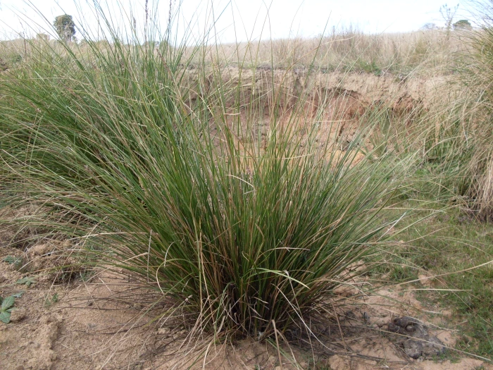 Carex virgata image