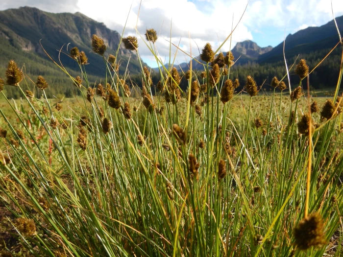 Carex athrostachya image