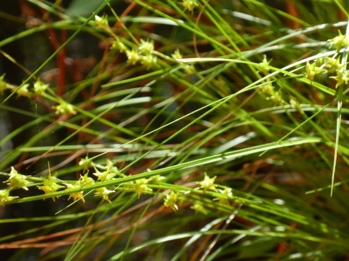 Carex atlantica image