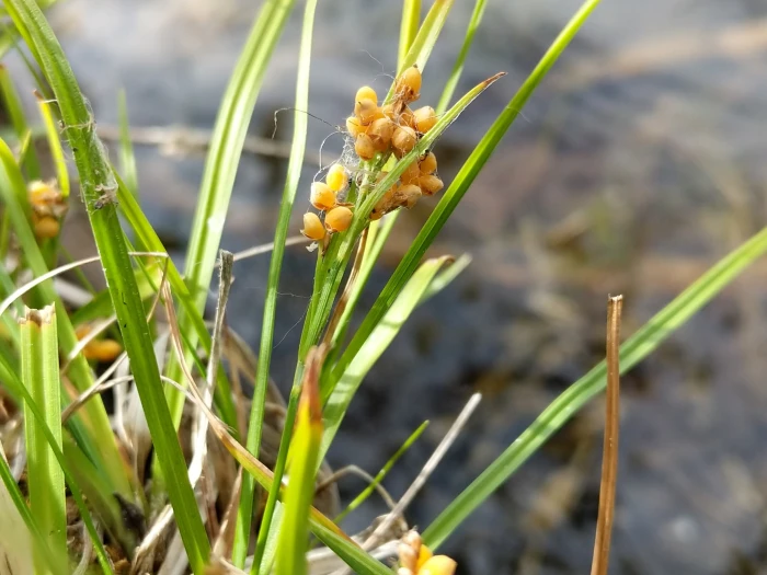 Carex aurea image